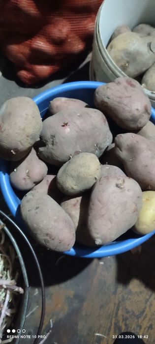 Картофель домашний