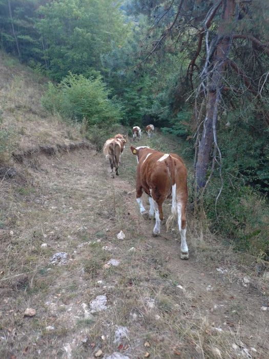 Vand 6 vaci si o juninca baltata romaneasca inscrise in COOP