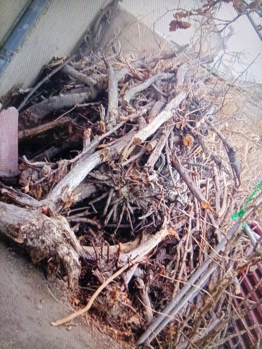 Oʻtin sotiladi srochno arzon narxda