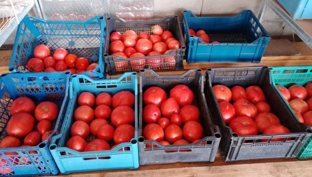 Продавам селски розови домати краставици пресни зеленчуци - София , с. Бусманци - само на място