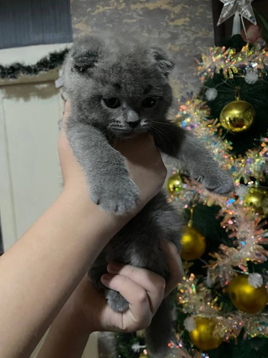 Шотландская вислоухая скотиш фолд