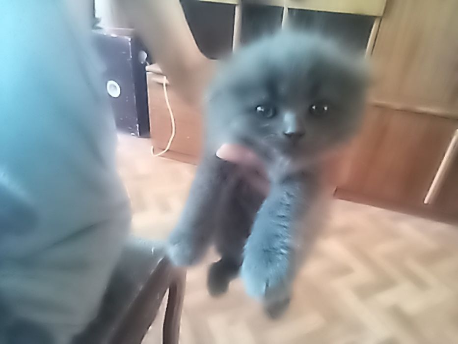 Продаются месячные вислоушки.