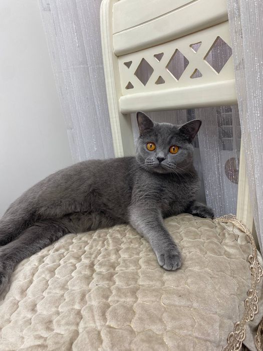 Mushk sotiladi qizbola mushuk aqli toza parodali