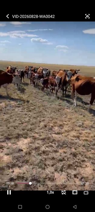 жас сиыр сатылады