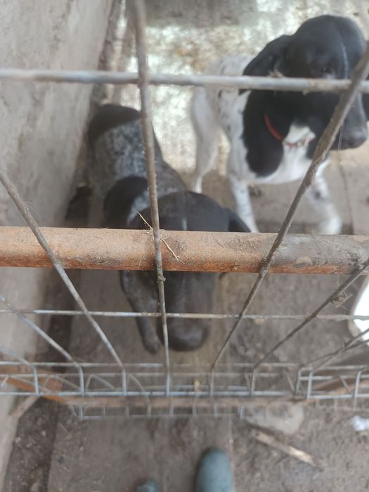 De vânzare Cățelusa brag german