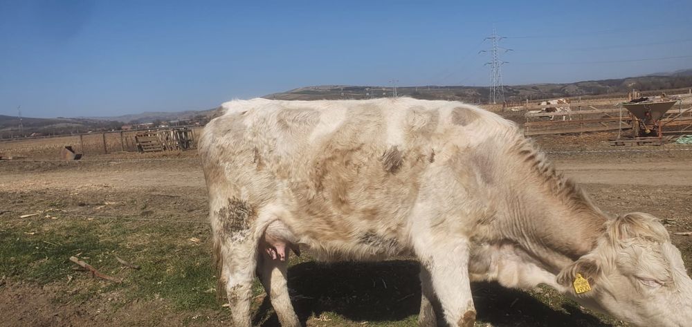 Vând vacă la a doua fătare