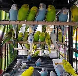 Продаётся попугай волнистые