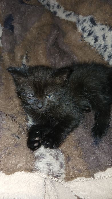 Отдам породистых котят,2 девочки