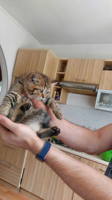 Вислоухие шотландцы