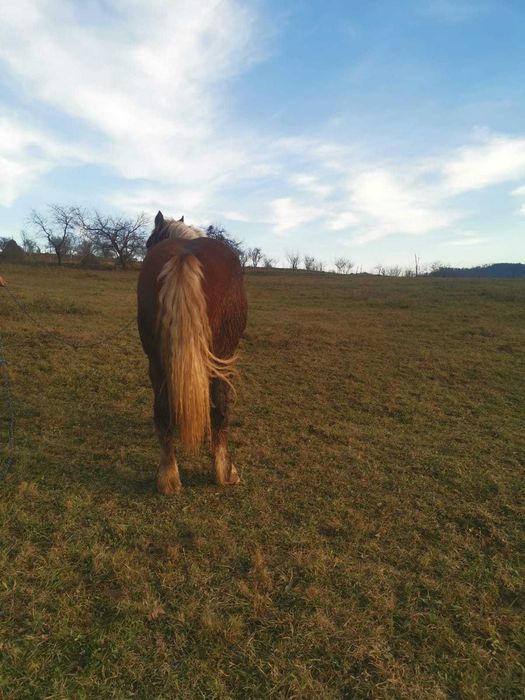 Manza tanara un an jumate