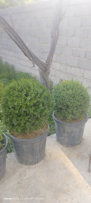 Самшит (Шамшод), доимий яшил холатида туради