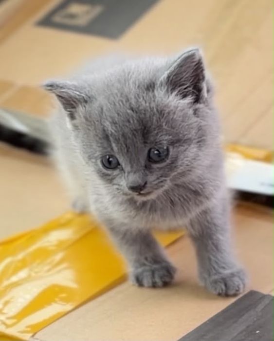 Братинцы котята 2 мес