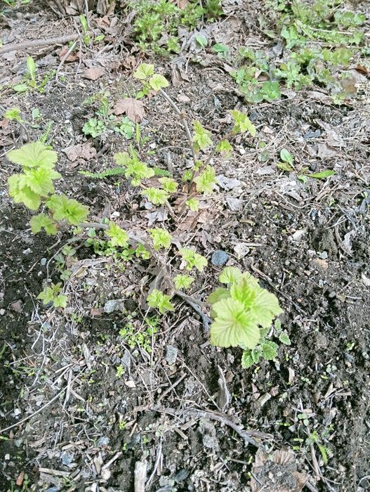 Саженцы крупной черной смородины