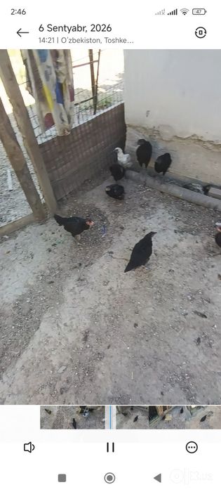 Tovuq sotiladi arzon narxda