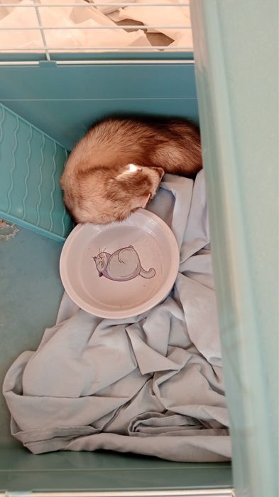 Продам Хорька срочно