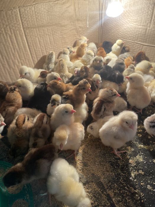 Помесные Цыплята