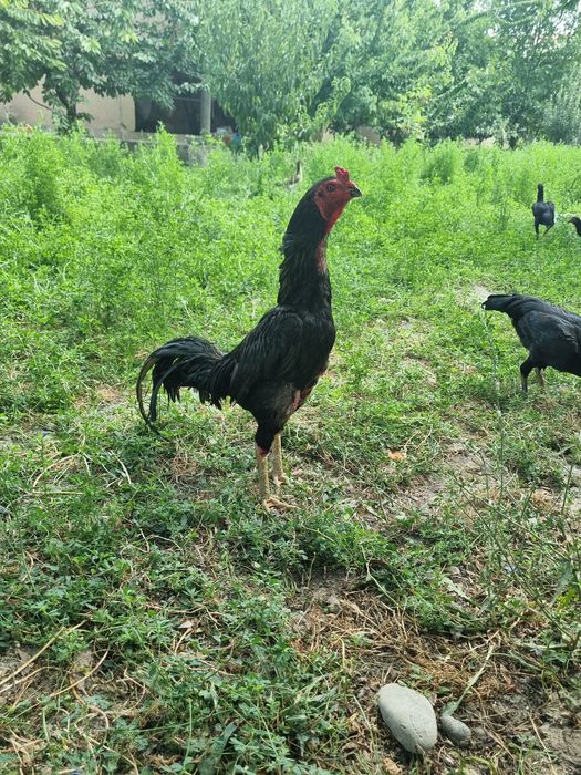 Дакан хуроз сотилади