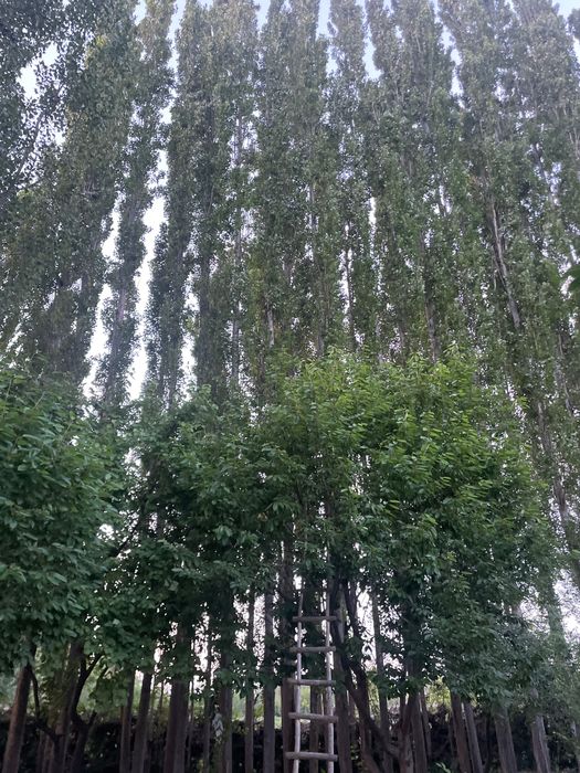Trees for money paid