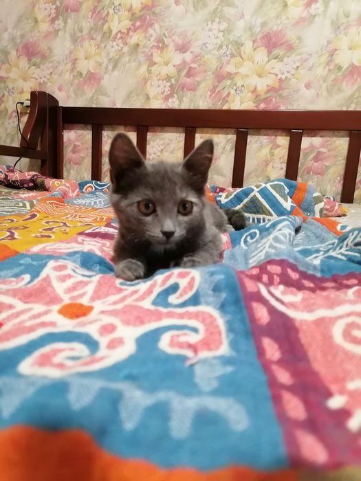 Отдам в добрые руки