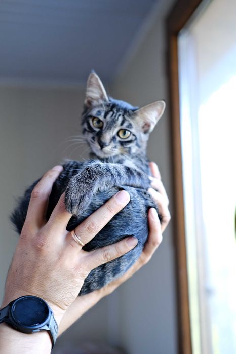 Котенок в любящие руки
