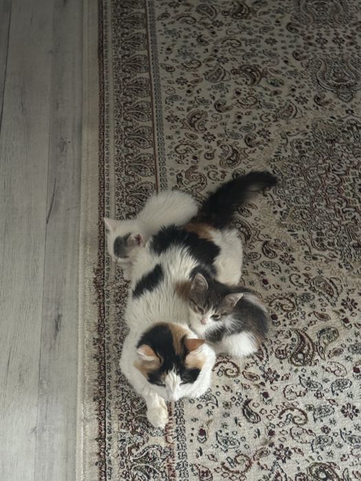 марғаулар ьеріледі