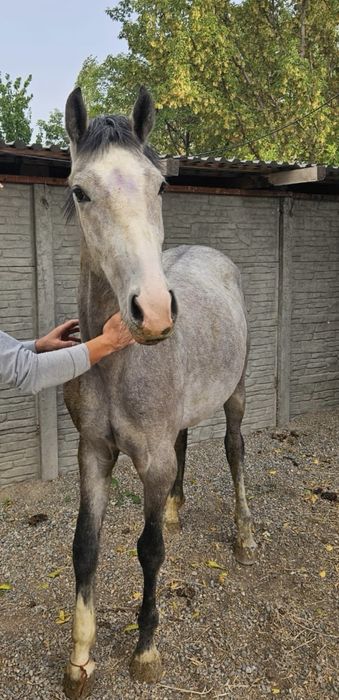Продается лошадь