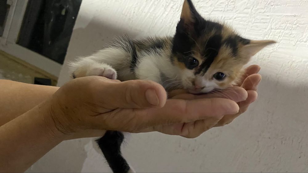 Котенки отдам в добрые руки