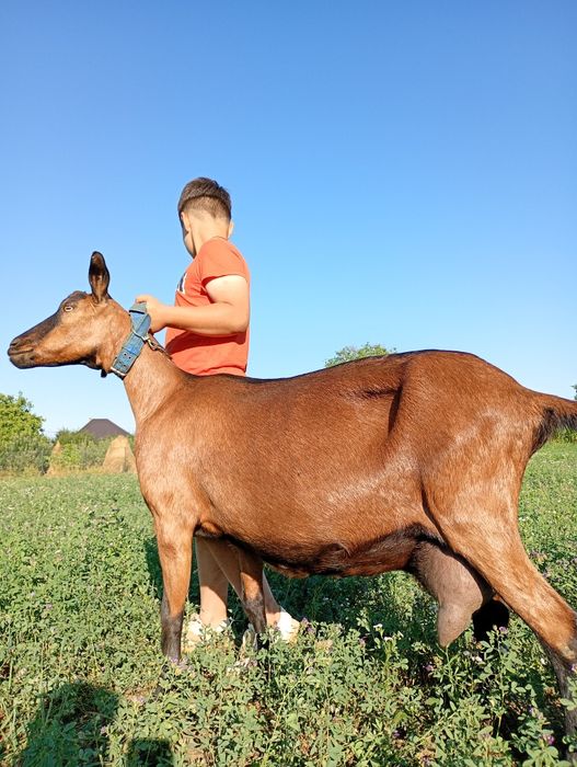 Alpina Franceza rasă pură