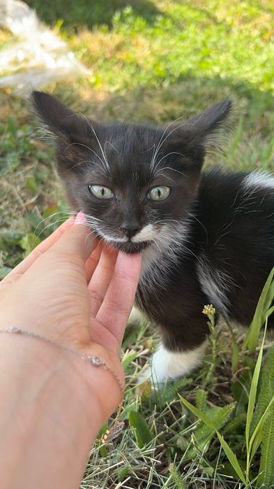 Котенок черно белый мальчик