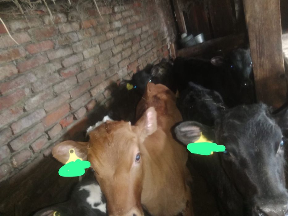 Продам телят 10 голов