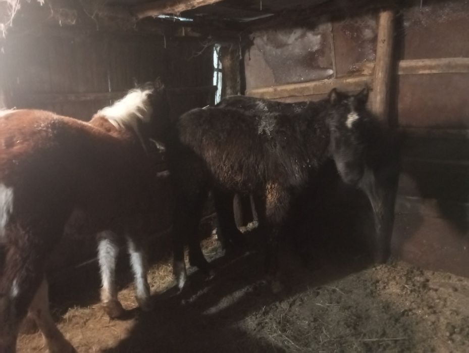 Продам  жеребят!