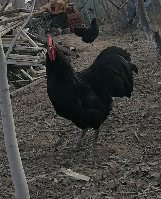 Cocoși de 8 luni, sănătoși, crescuți bio