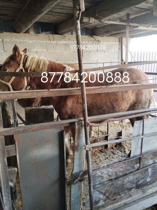 Соғым сатамын күнан семіз дайын  жылқы