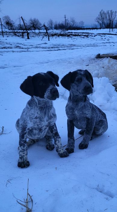 Brac german par scurt