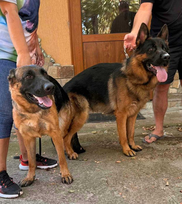 Немска овчарка на 98 дена