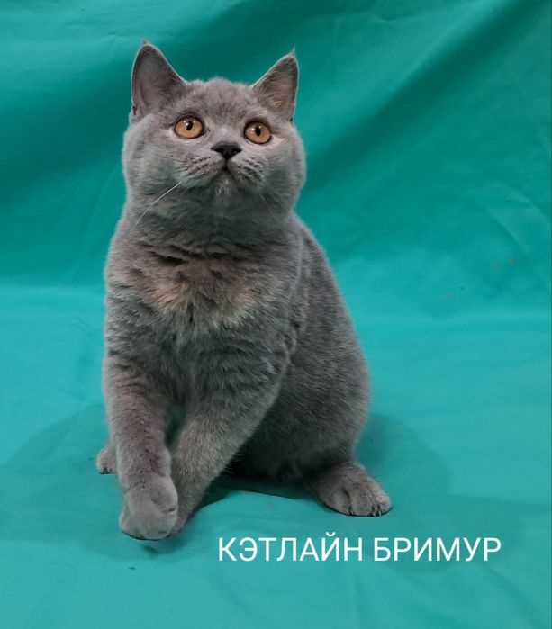 Британские котята из питомника!