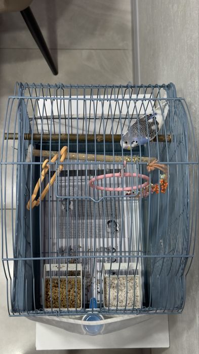 Попугай с клеткой