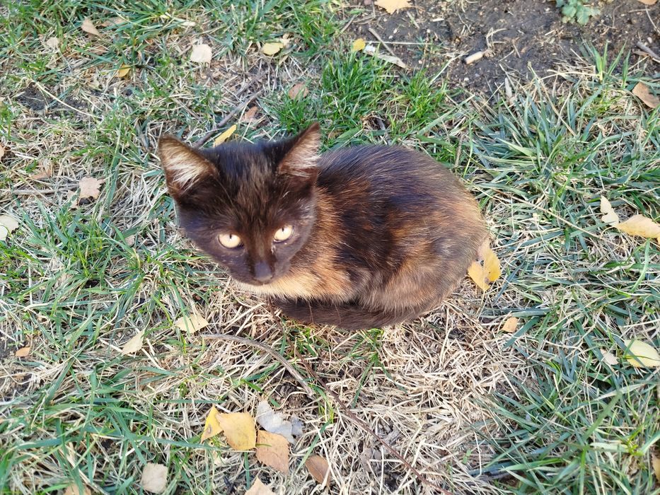 Котета на 4-5 месеца