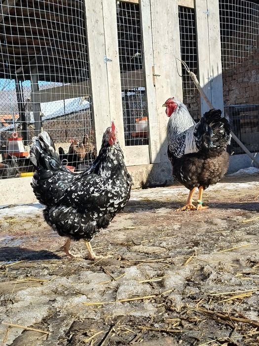 Mixt de ouă de la găinile din poze