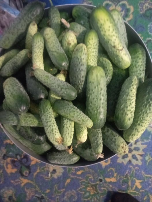 Продам огурцы домашние,сорвала сейчас