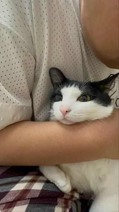 Отдам кота в хорошие руки