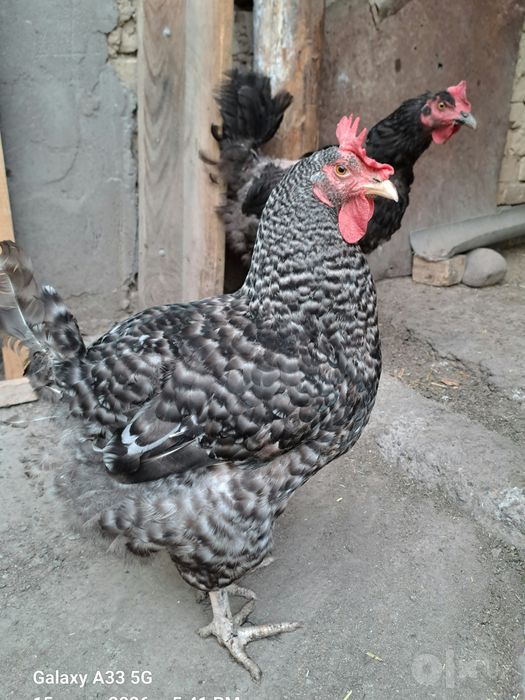 Продам домашних кур