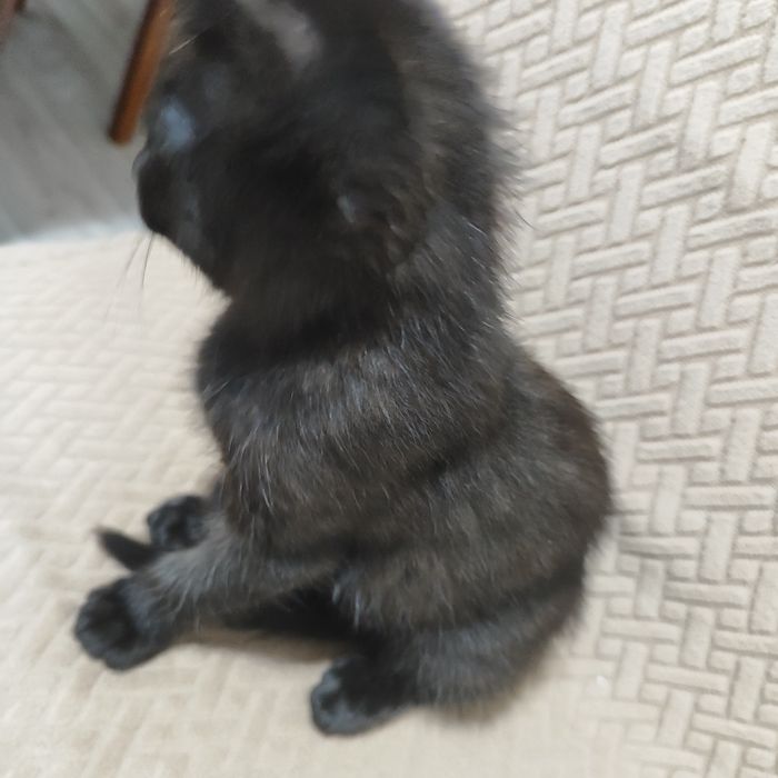 Милые котики ищут новым дом