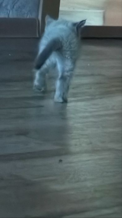 Отдам красивых котят