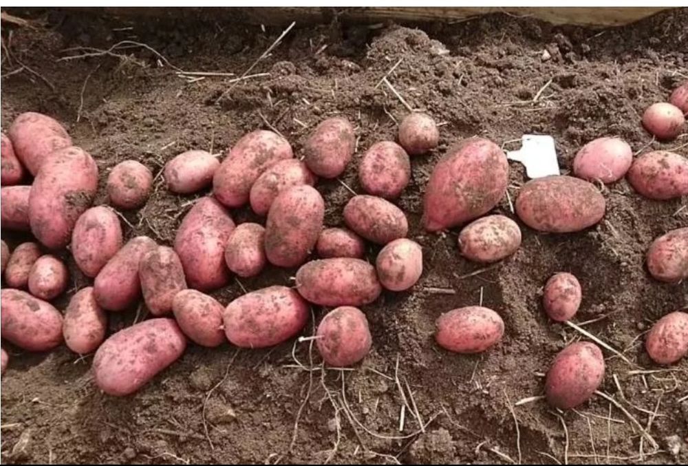 Картофель на посадку