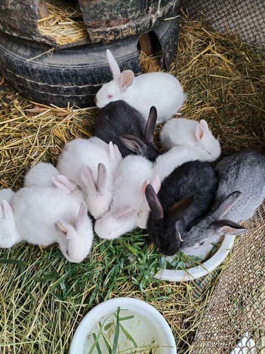 Quyon bolari sotiladi 2oyli kaliforna zot