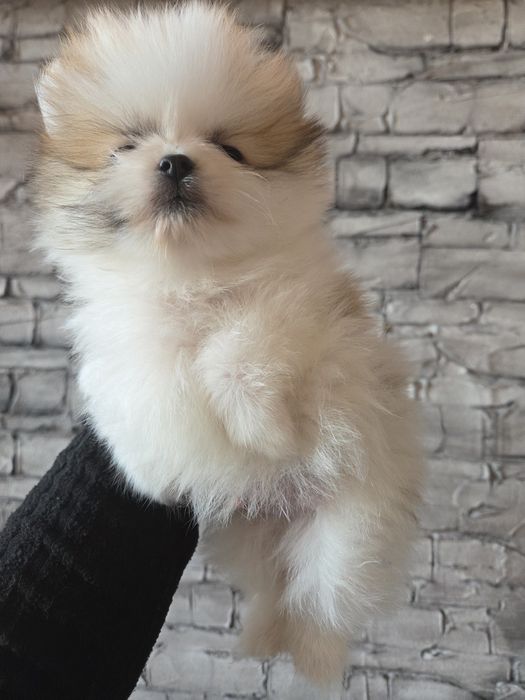 Померан Мини Момченца