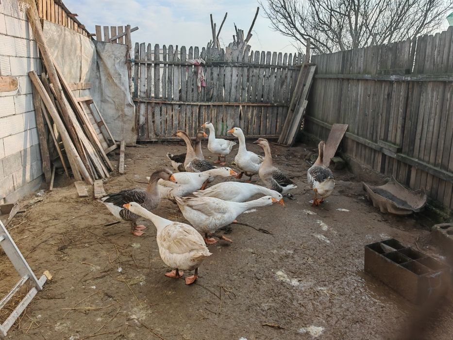 Gâscani metiși de kolos cu leseasca