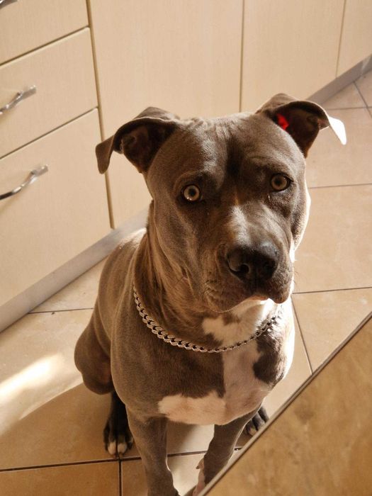 Donez cățelușă rasa Amstaff Blue
