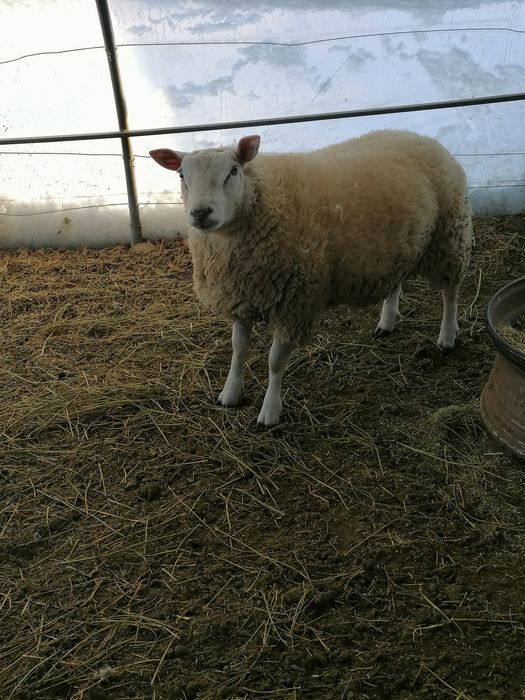 Berbec texal de vânzare